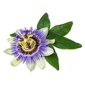 Beruhigungsmittel für Hunde mit Passion Flower