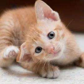 Was hilft gegen Flöhe bei Katzen