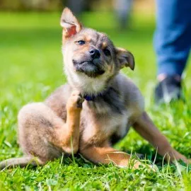 Wie man Zecken bei Hunden los wird