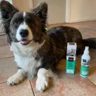 Anti Kratzen und Kauen Spray für Katzen und Hunde